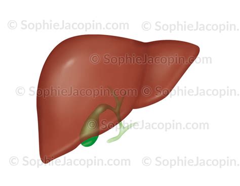 Foie Et V Sicule Biliaire Illustration Sophie Jacopin