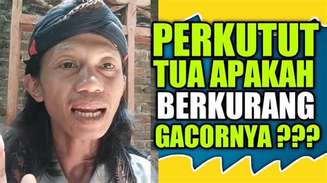 PERAWATAN PERKUTUT LOKAL GACOR APAKAH PERKUTUT TUA BERKURANG