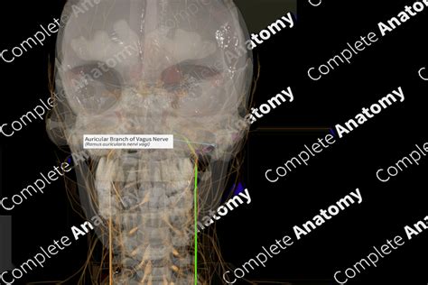 Auricular Branch Of Vagus Nerve Right Complete Anatomy