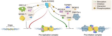 Frontiers Cyclin Ecdk2 Dna Replication Replication Stress And