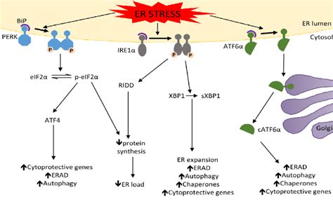 The Unfolded Protein Response UPR Under Normal Conditions PERK