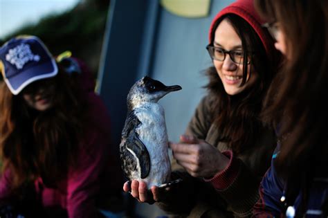 About — Low Head Penguin Tours