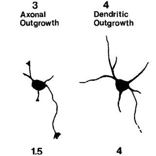Stages of development of hippocampal neurons in culture. The ...