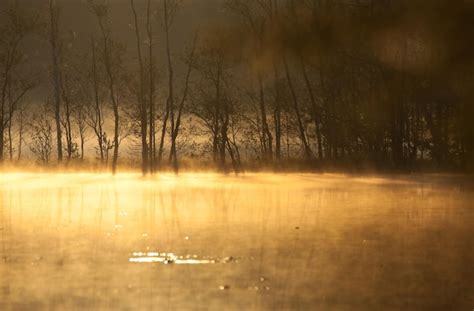 Premium Photo Reflection Of Bare Trees In Calm Lake