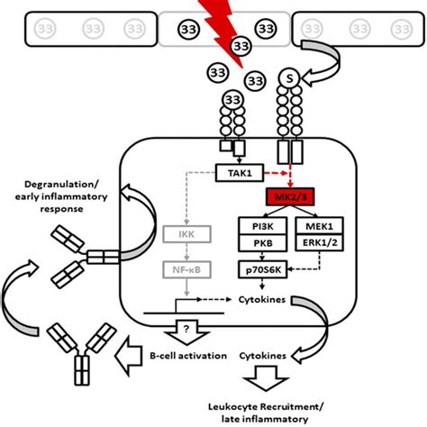 The Release Of Alarmin IL 33 By Damage To The Endothelial Cells And The