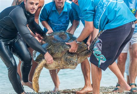 Turtle Rescue - Cairns turtle rehabilitation centre