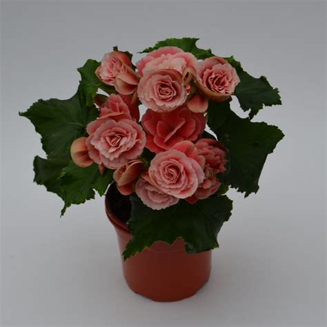 Бегония элатиор розово-белая от производителя. Begonia Elatior Borias ...