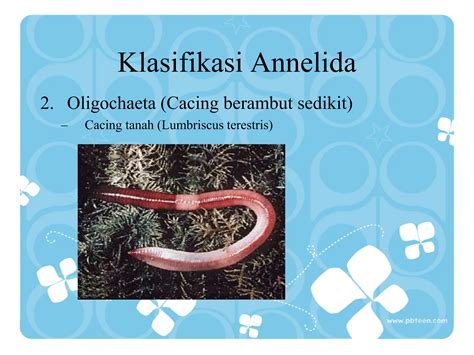Kingdom Animalia Atau Kerajaan Hewan Animalia Ppt