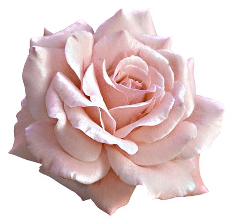 Free Rose Png Download Free Rose Png Png Images Free Cliparts On