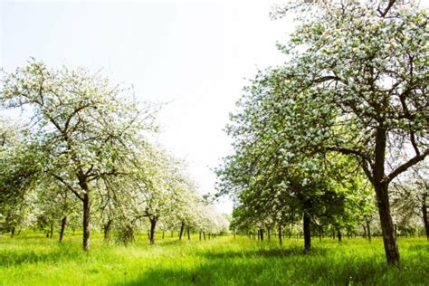 Solve Orchard Hereford England Jigsaw Puzzle Online With 96 Pieces