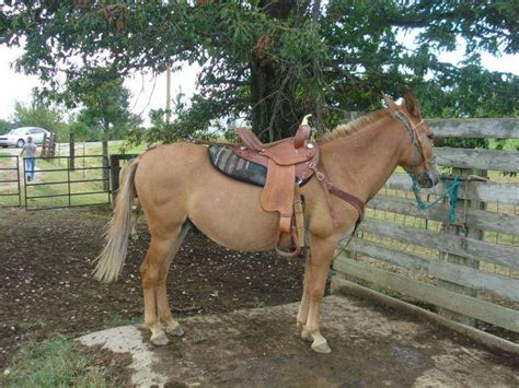 MULES FOR SALE - (WHITESVILLE) for Sale in Owensboro, Kentucky