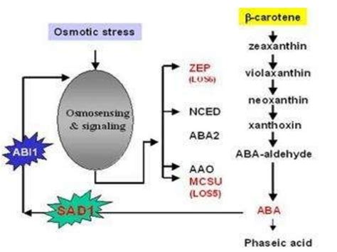 Plant stress responses