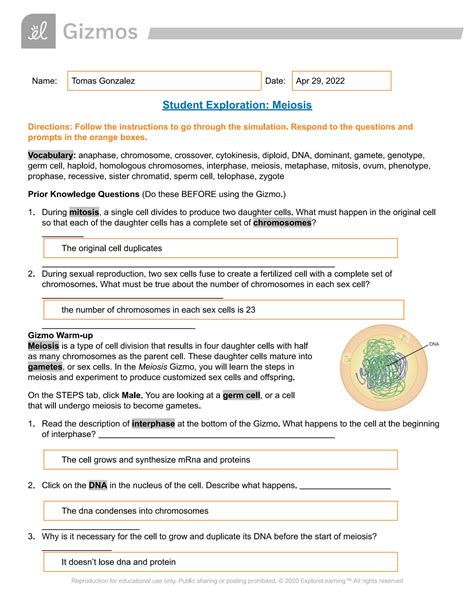 Solution Meiosis Studypool