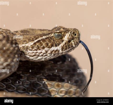 Texas Rattlesnake Curled Up Ready To Attack If Needed Stock Photo Alamy
