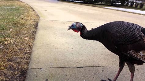 Turkeys Jakes At Lester Brockett Blog