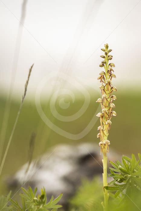 Man Orchid In The South Of Belgium Nature Stock Photo Agency