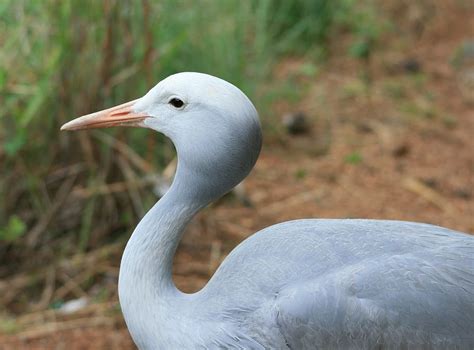 Online Crop Hd Wallpaper Blue Crane Bird Streamlined Fly Wings