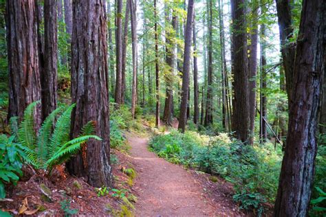 Where To Find The Giant Redwoods Of Oregon That Oregon Life