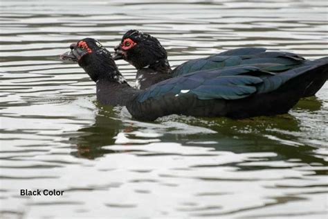Muscovy Duck Colors What Colors Are Muscovies