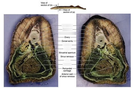 Ca Lab Lamprey Fore Body Transverse Diagram Quizlet