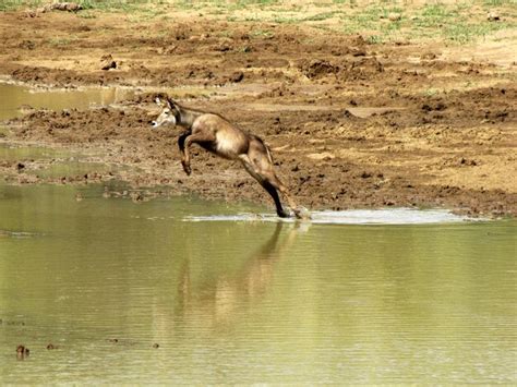 Premium Photo Bird Jumping In Water