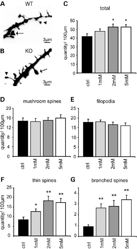 Spine Density In Dissociated Neuronal Hippocampal Cultures A And B