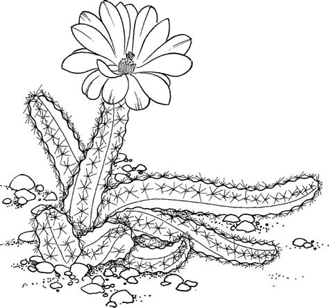 Desert Plant Coloring Pages