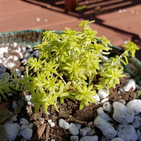 Sedum Japonicum Tokyo Sun Tokyo Sun Stonecrop In Gardentags Plant