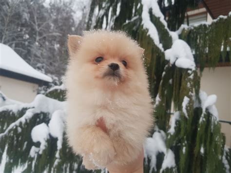 Szpic Miniaturowy Pomeranian Szczeniaki Ekstra Klasa Piesek Suczka