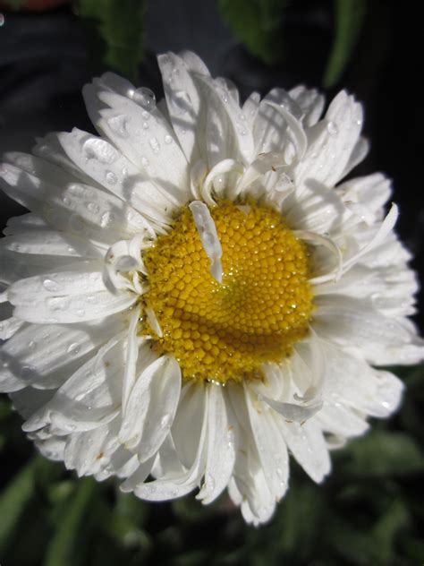 Shasta Daisy Shasta Daisies, Perennials, Yellow White, Daisy, Plants ...