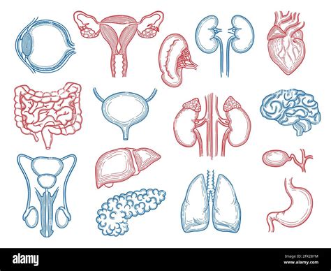 Organs Sketch Human Body Parts Medical Anatomy Set Liver Hearts Kidney