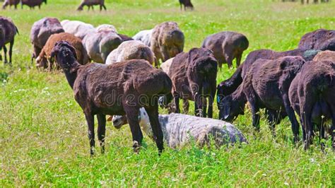 Flock Of Fat Tailed Sheep Is Grazing In Tall Grass At Sunny Day Stock