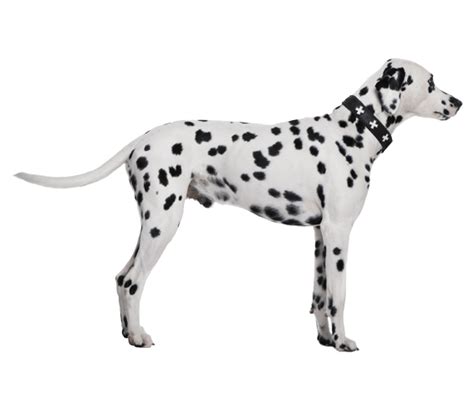 Dalmatian Png Transparent Image Download Size 567x489px