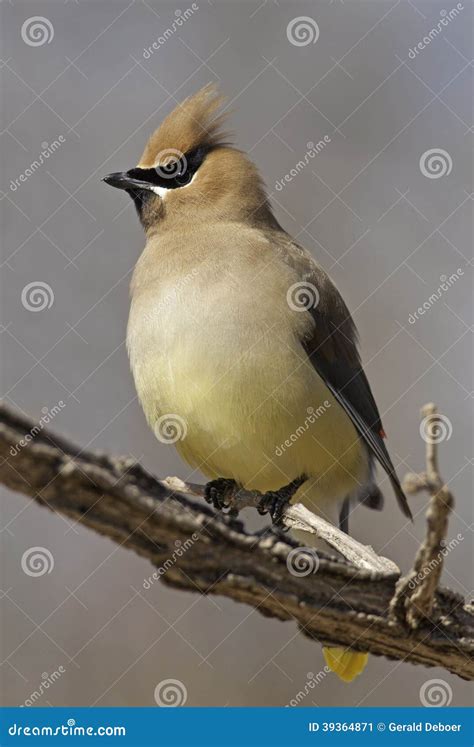 Cedar Waxwing Stock Image Image Of Spring Bombycilla 39364871