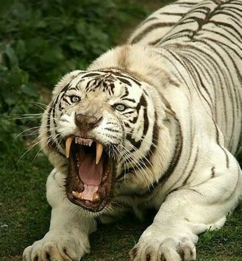 Intimidating : r/natureismetal