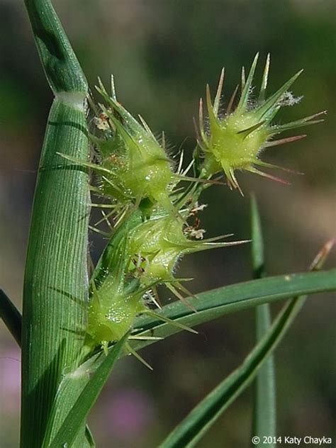 Cenchrus Longispinus Sandbur Minnesota Wildflowers