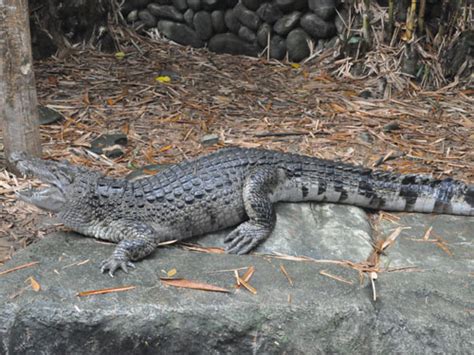 Crocodylus Mindorensis Philippine Crocodile In Zoos