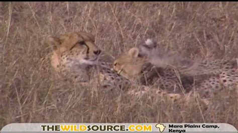 Cheetah Cubs Nursing Youtube