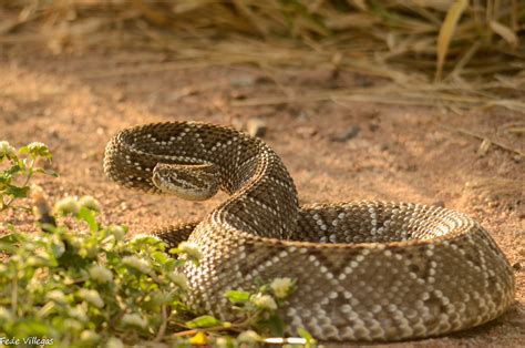 Víbora Cascabel Crotalus durissus EcoRegistros