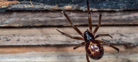 How To Get Rid Of False Widow Spiders Uk False Widow Spider