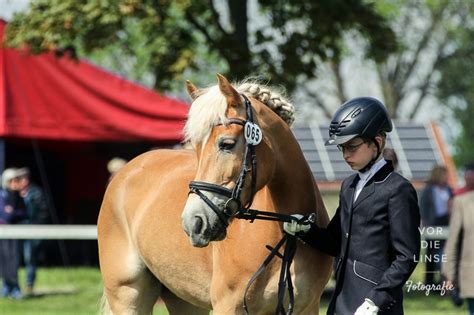 Breitensport Internationale Meisterschaften F R Haflinger Und