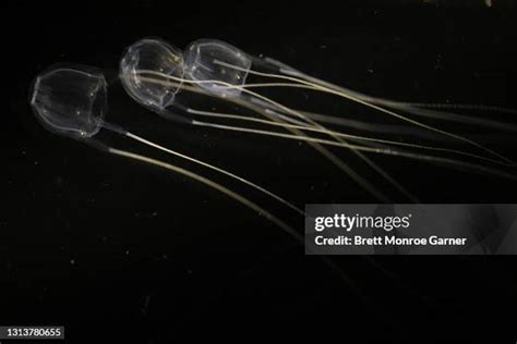 66 Australian Box Jellyfish Stock Photos, High-Res Pictures, and Images ...