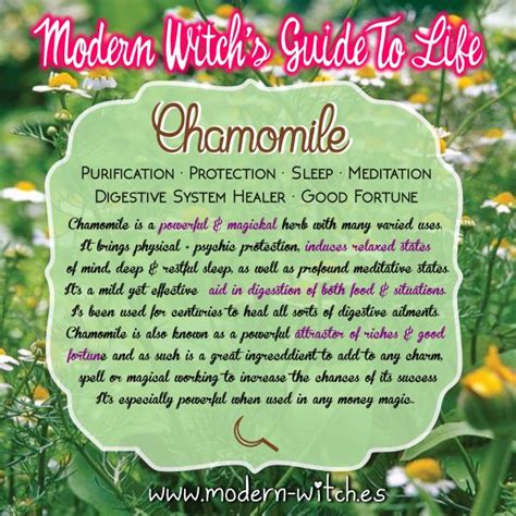 Chamomile Magickal Herbs Magic Herbs Herbalism