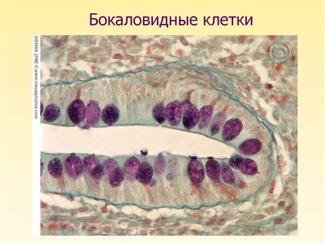 Железистый эпителий - online presentation
