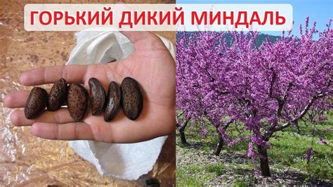 Миндаль горький и сладкий: отличие, а также как понять в чем разница, в ...
