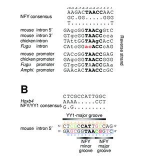 Comparison Of Nfy Yy Sites A An Alignment Of Nfy Yy Binding Sites