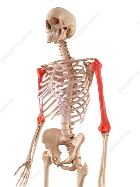 Human Humerus Bones Stock Image F016 2965 Science Photo Library