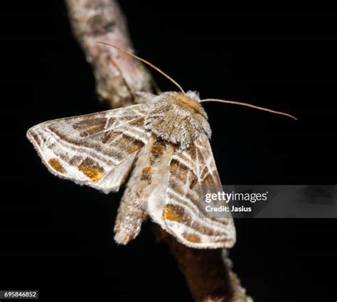 Large Brown Moth Photos and Premium High Res Pictures - Getty Images