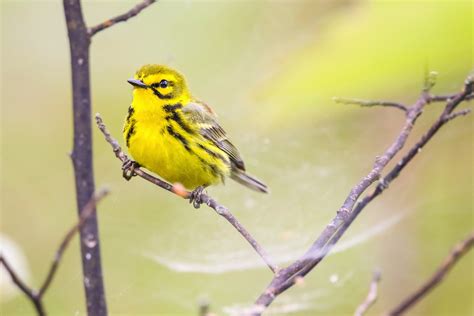 Prairie Warbler