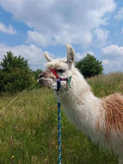 Passeggiate Con Alpaca In Italia Le Migliori Holidoit